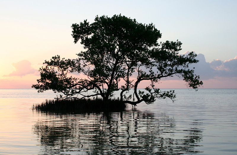 Lone Mangrove - Long Key, FL