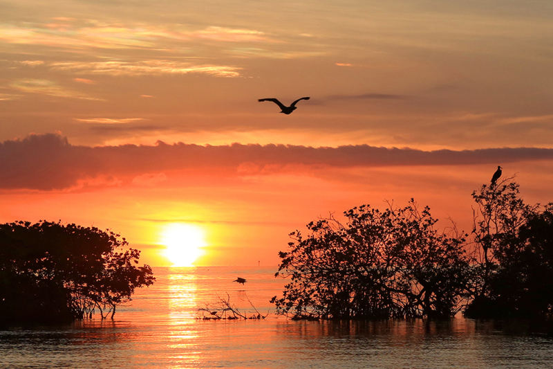 Forever Sunset - Islamorada Key, FL
