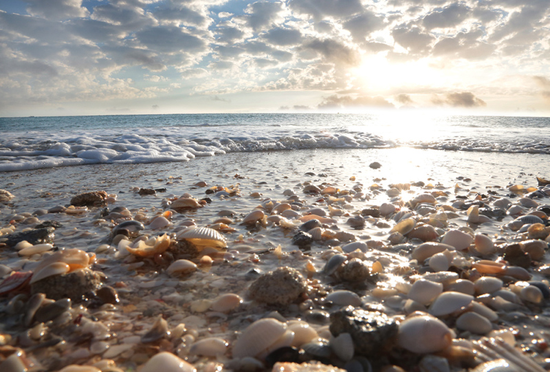 Sunrise Seashells - Palm Beach, FL