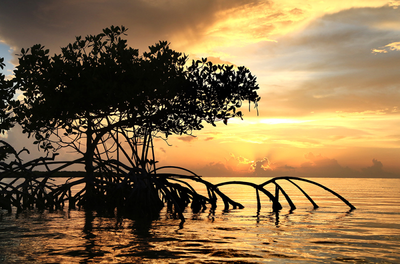 Mangrove Sunset - Marathon Key, FL
