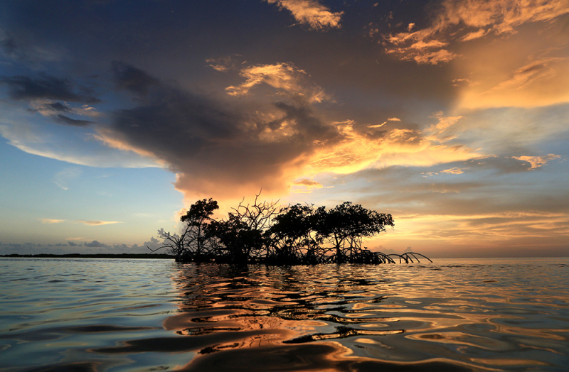 Mangrove Sunset - Marathon Key, FL