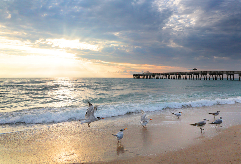 Gull Sunrise - Palm Beach, FL