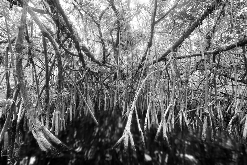 Tangled Roots