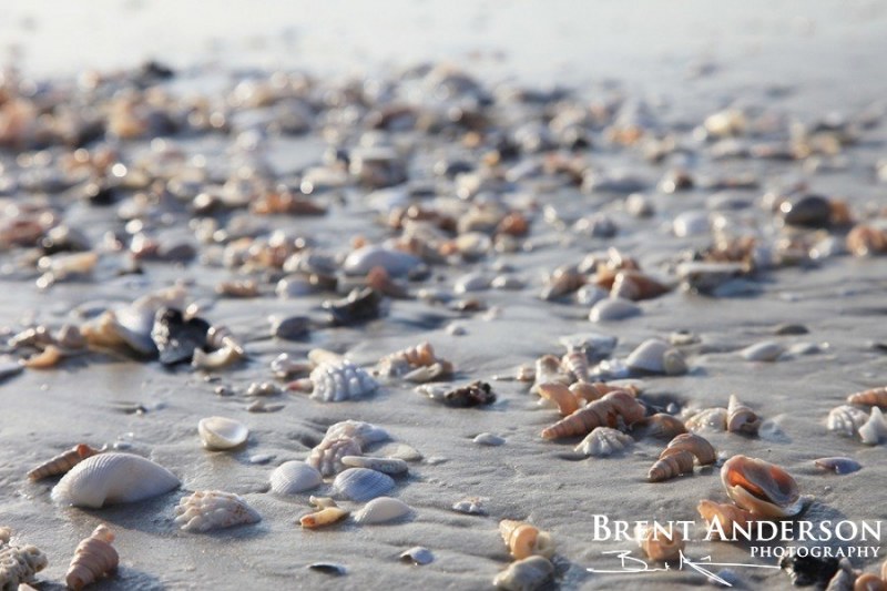 Seashell Shoreline