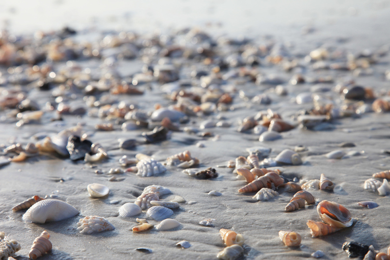 Seashell Shoreline