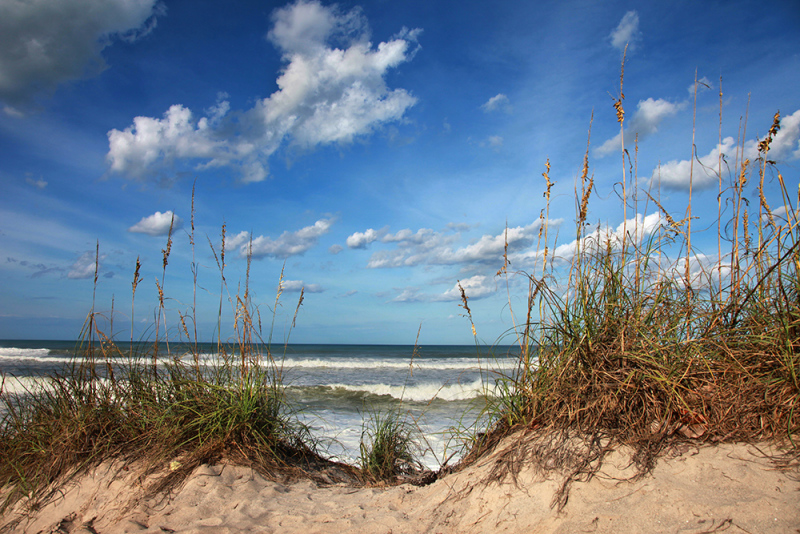 Sea Oats