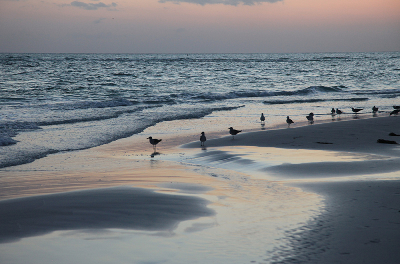Seagull Sunset