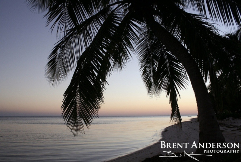 Palm-Tree-Sunset