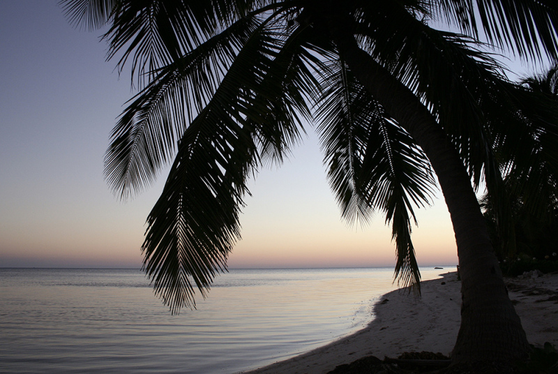 Palm Tree Sunset