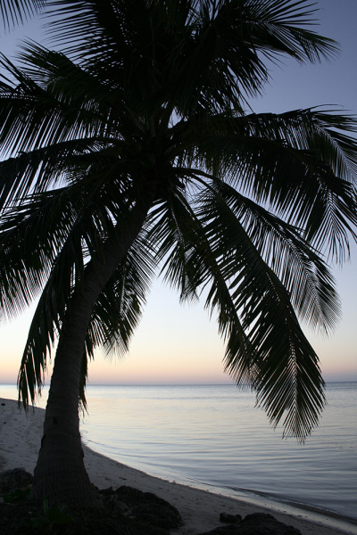 Palm Tree Sunset