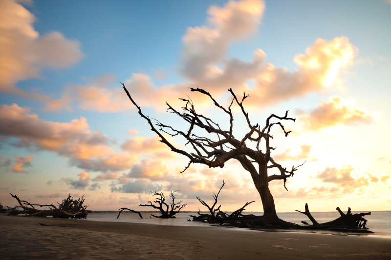 Driftwood Beach 1 - Jekyll Island