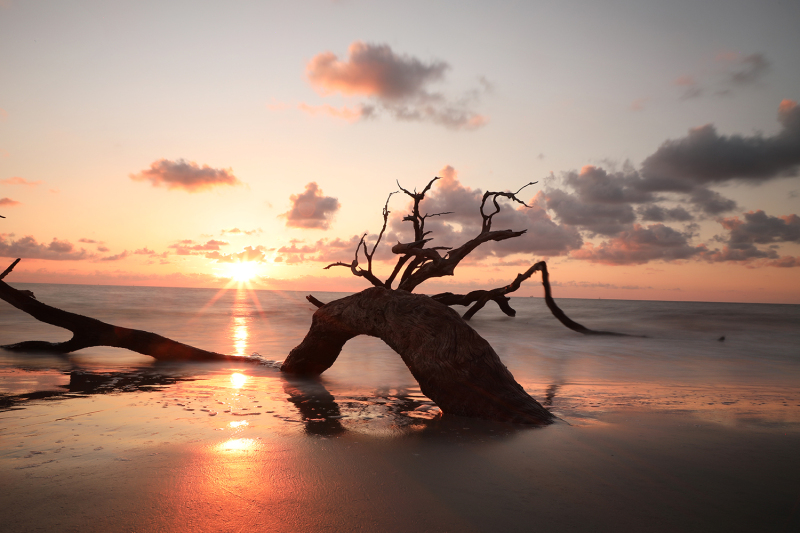 Driftwood Beach 2 - Jekyll Island