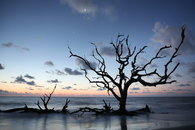Driftwood Beach 3 - Jekyll Island