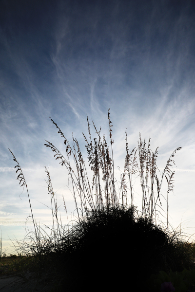 Oats and Clouds - Little Gaspirilla Island