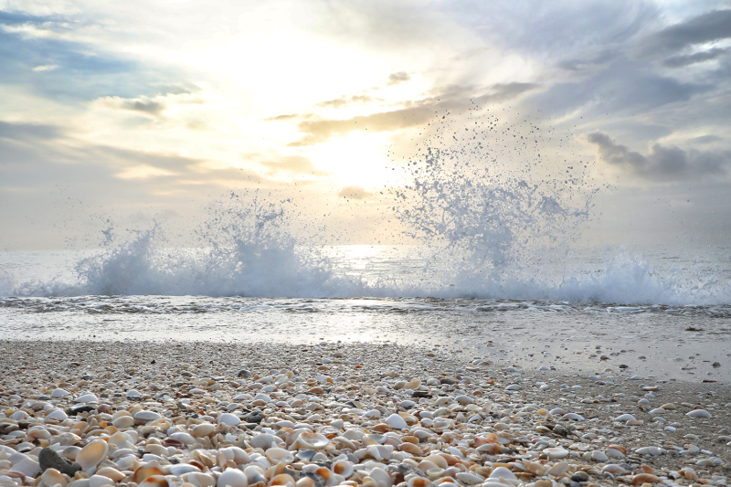 Sea Shell Splash - Palm Beach