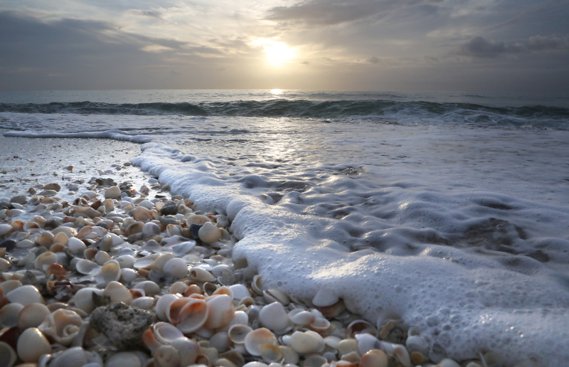 Shells and Foam Sunrise 1 - Palm Beach