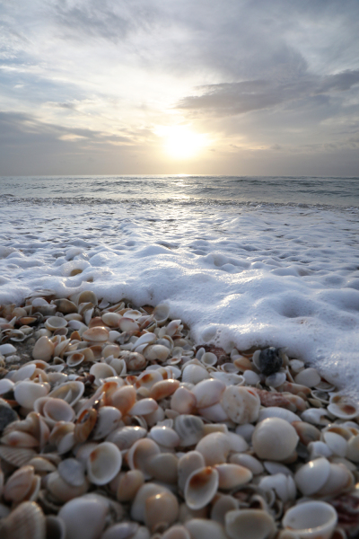 Shells and Foam Sunrise 2 - Palm Beach