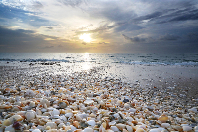 Trail of Shells - Palm Beach