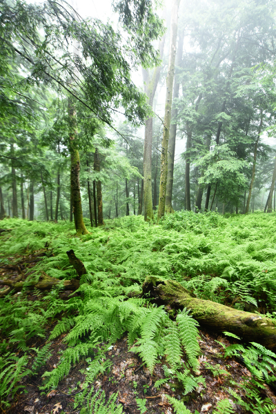 1_Forest of Green
