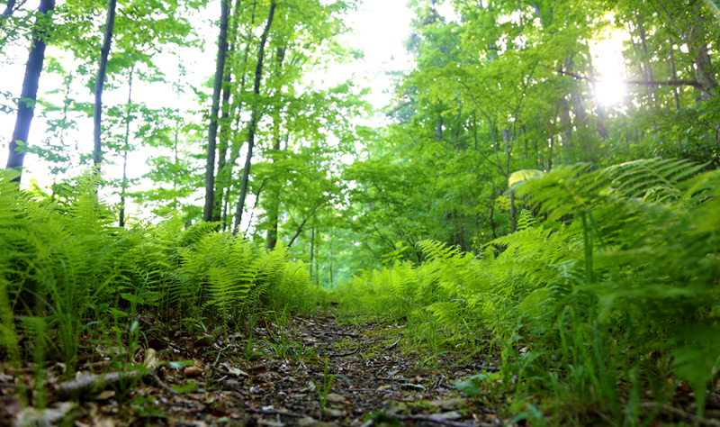 A Salamander\'s Perspective