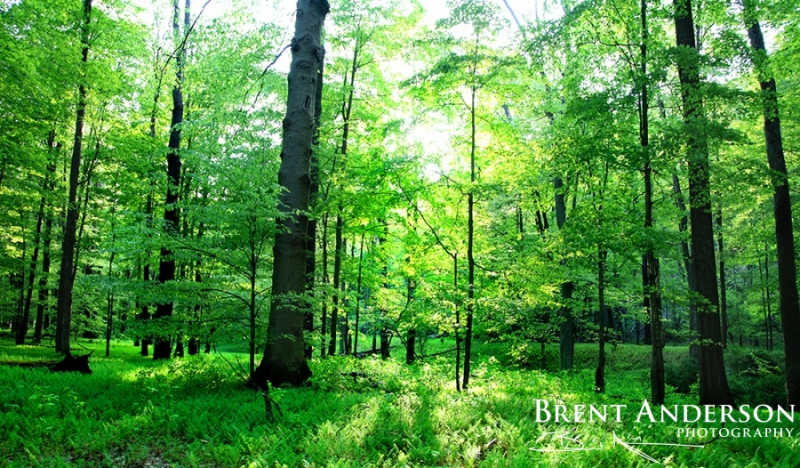 Forest-of-Green