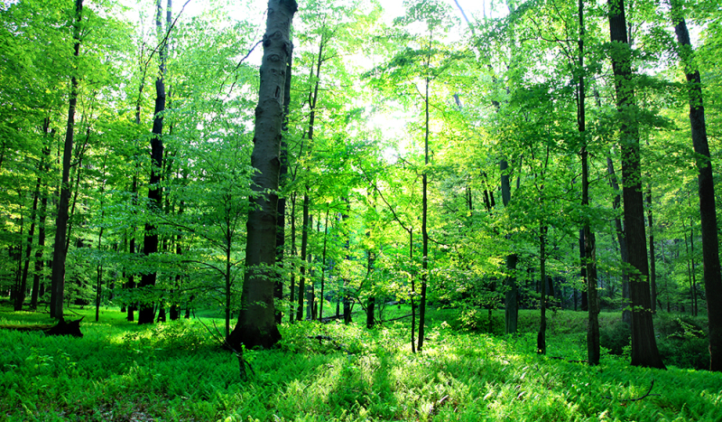 Forest of Green