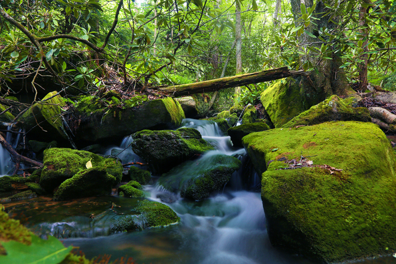 Mountain Spring