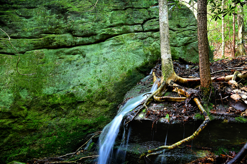 Roots and Rocks