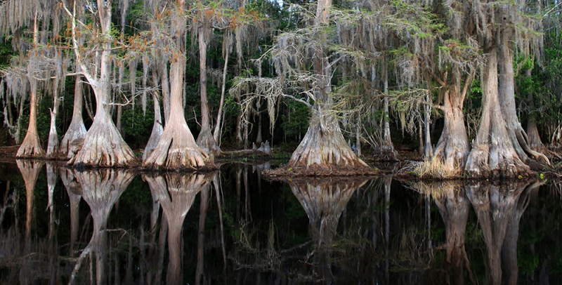 Cypress Reflect