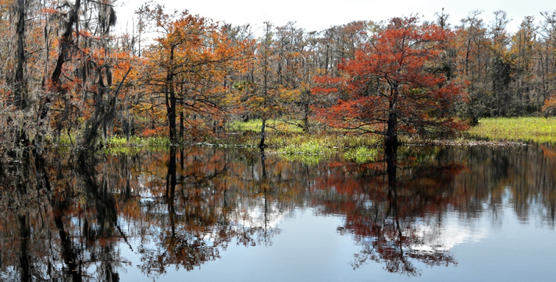 Autumn Cypress 2 - Marian Lake Creek, FL