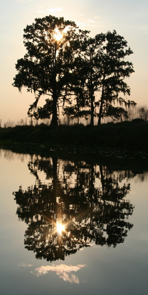 Cypress Reflections - Kissimmee River, Okeechobee, FL