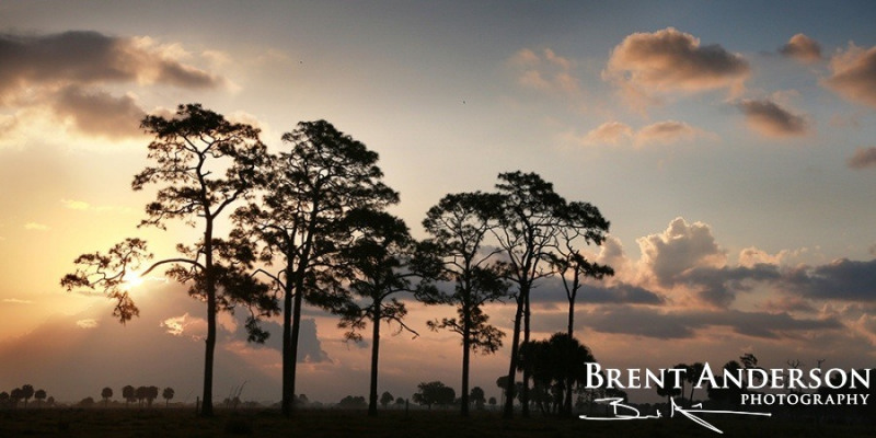 Pine Tree Sunrise - Okeechobee, FL