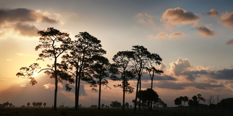 Pine Tree Sunrise - Okeechobee, FL