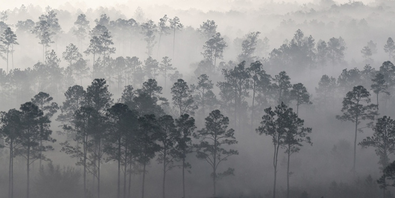 Pines in the Mist 1 - Highlands, FL
