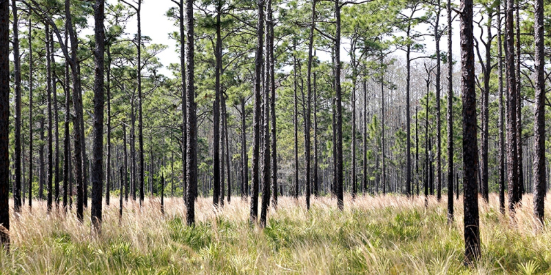 Pines - Osceola, FL