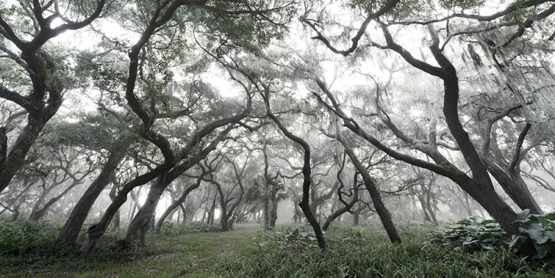 Silver Forest - Kissimmee River, Okeechobee, FL