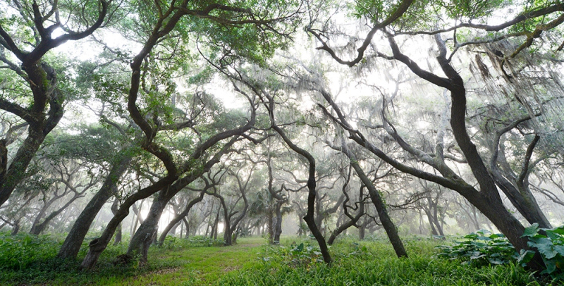 Silver Forest Vibrant - Kissimmee River, Okeechobee, FL