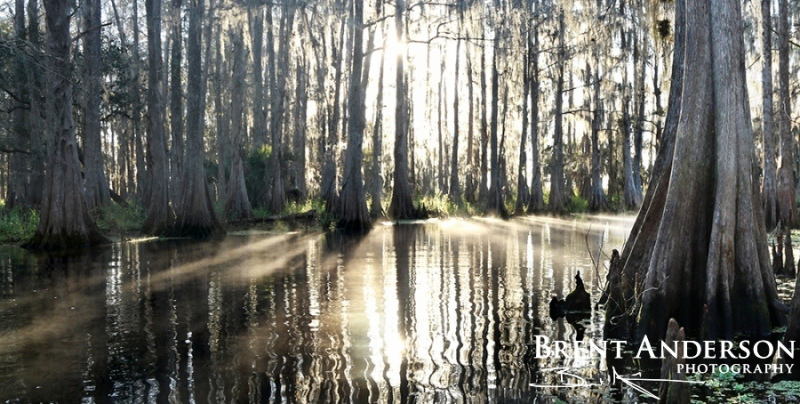 Sunburst Cypress 1 - Marian Lake Creek, Osceola, FL