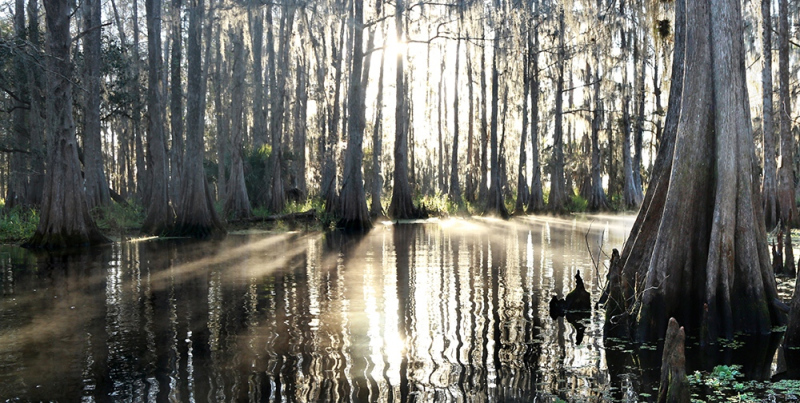 Sunburst Cypress 1 - Marian Lake Creek, Osceola, FL