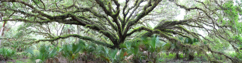 Kissimmee Angel Oak