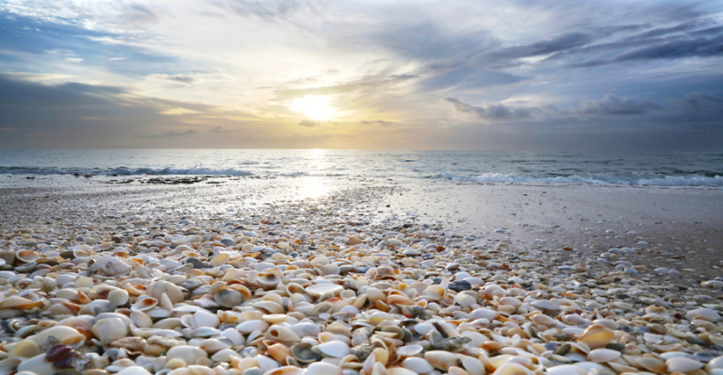 Trail of Shells