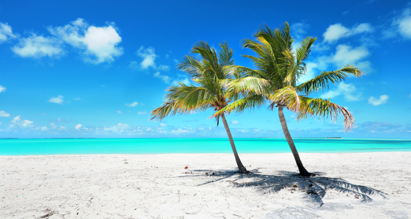 Palms in Paradise