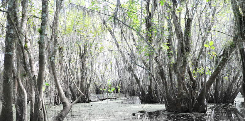 Kissimmee Tupelo