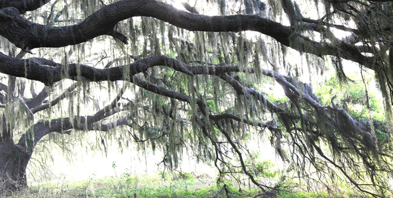 Live Oak Sunrise - Kissimmee River, FL