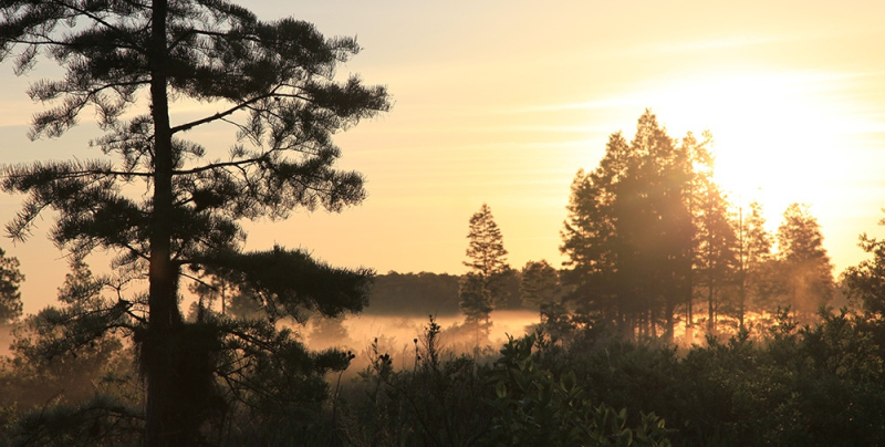Cypress Sunrise - Osceola, FL