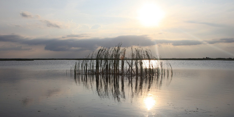 Cattails in the Breeze