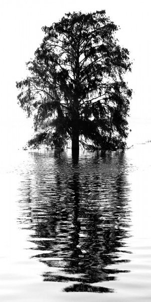 Cypress Silhouette - Kissimmee River, Okeechobee, FL