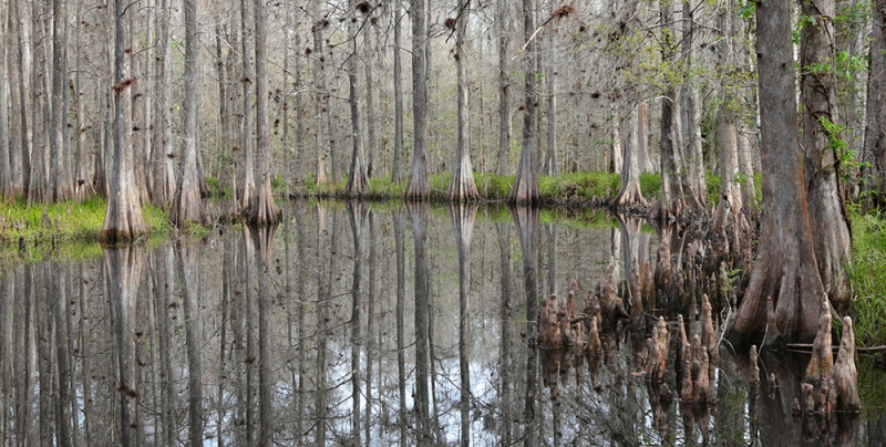 Cypress Strand - Reedy Creek, Osceola, FL