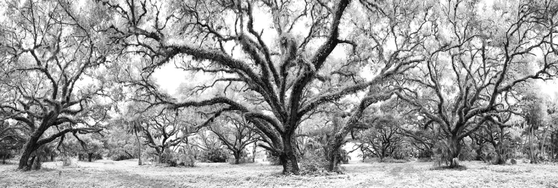 Enchanted Forest - Kissimmee River, Okeechobee, FL