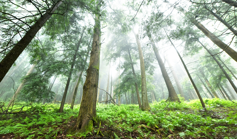 Towering Pines